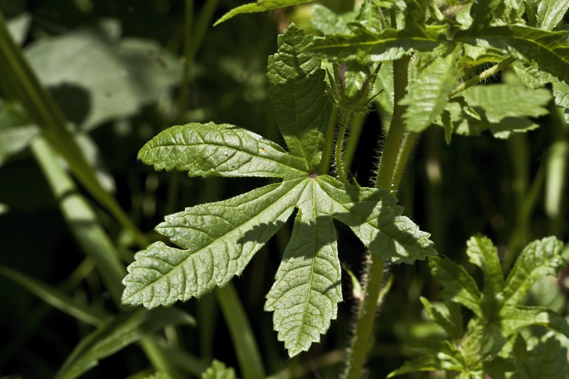 Althaea hirsuta